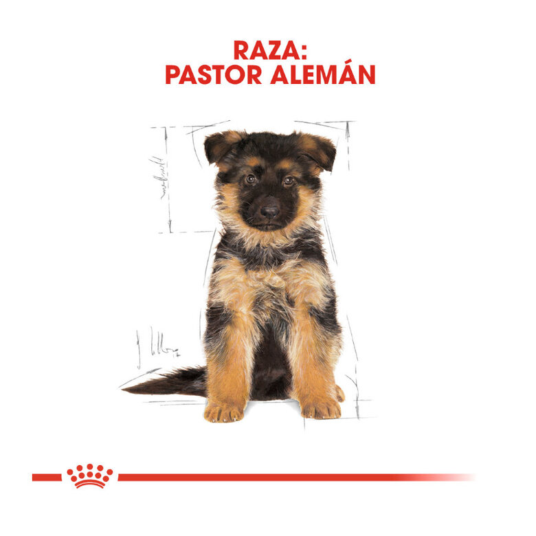 Royal Canin Puppy Pastor Alemán pienso para perros , , large image number null